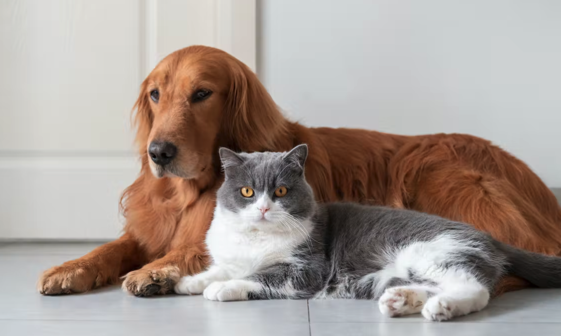 what does pet insurance cover
